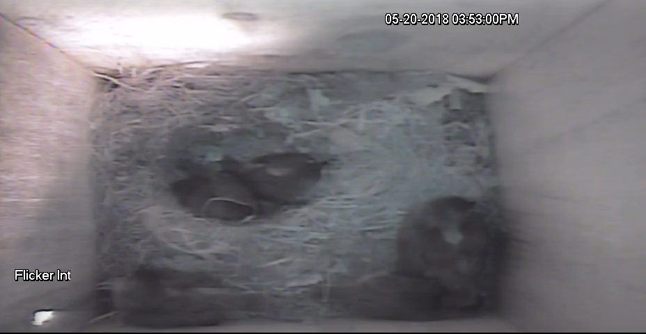 Titmice Nestlings Straying