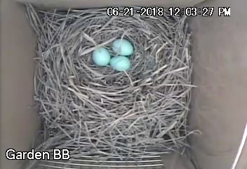 BLUE Bluebird Eggs - Garden House