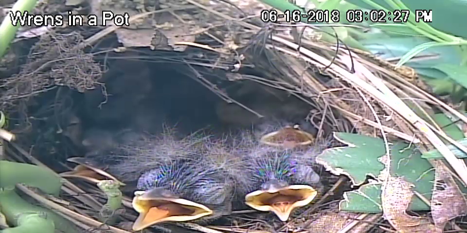 Carolina Wren Nestlings Looking Like Chia Pets