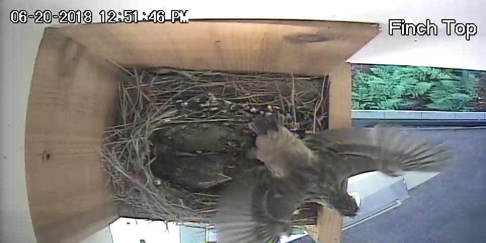 Finch Nestling Checking Out His Wings and the World Below