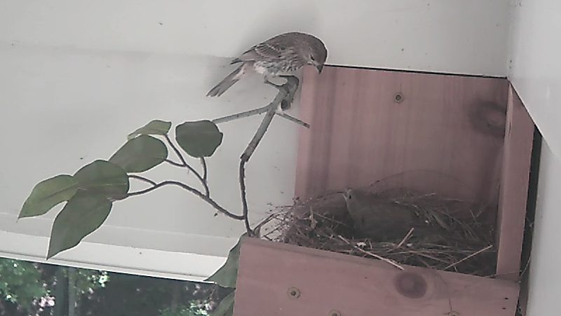 Foreign Female Finch Visits Finch Nest