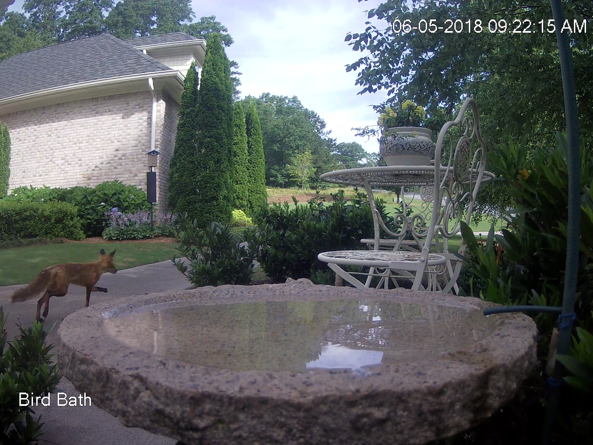 Fox Trotting Down Sidewalk