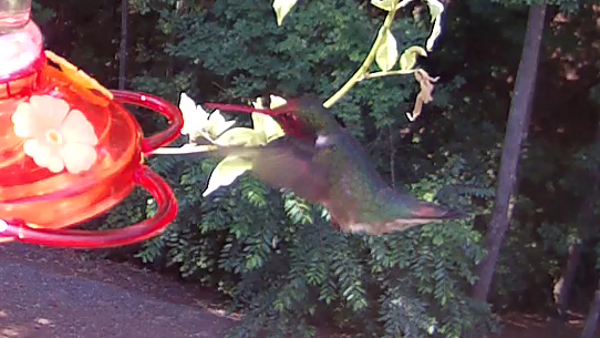 Ruby-throated Hummingbird Glowing Red