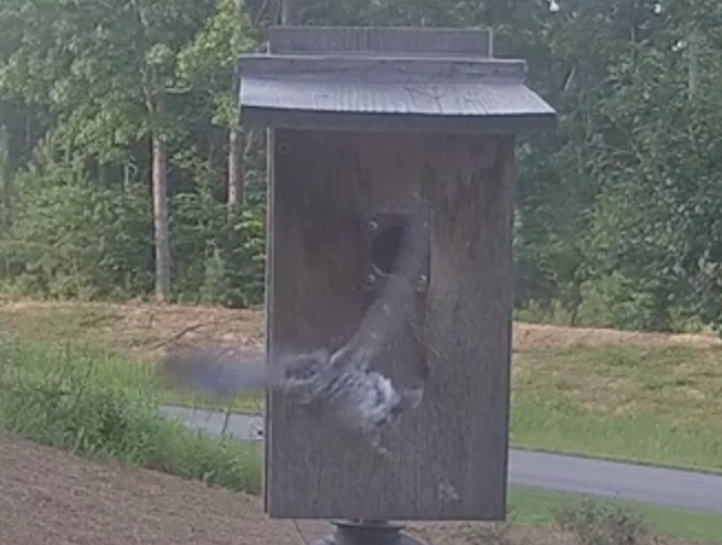 Bluebird Fledgling 1 on June 7 at 7:18pm