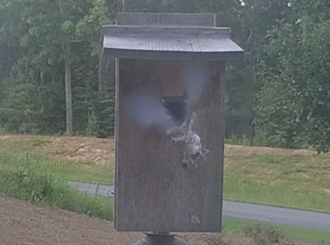 Bluebird Fledgling 2 on June 7 at 7:49pm