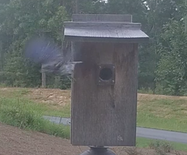 Bluebird Fledgling 3 on June 7 at 7:54pm