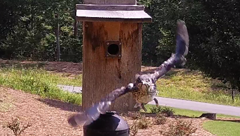 Bluebird Fledgling 4 on June 8 at 10:55am