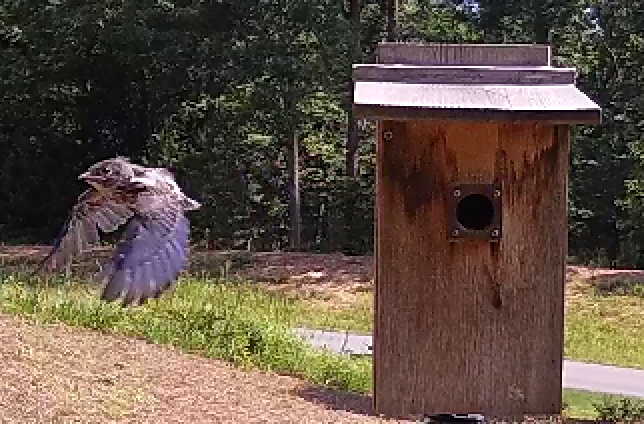 Bluebird Fledgling 5 on June 8 at 11:11am