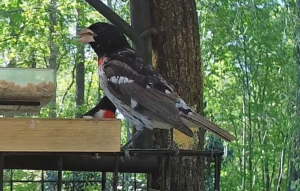 Juvenile Male Rose-breasted Grosbeak