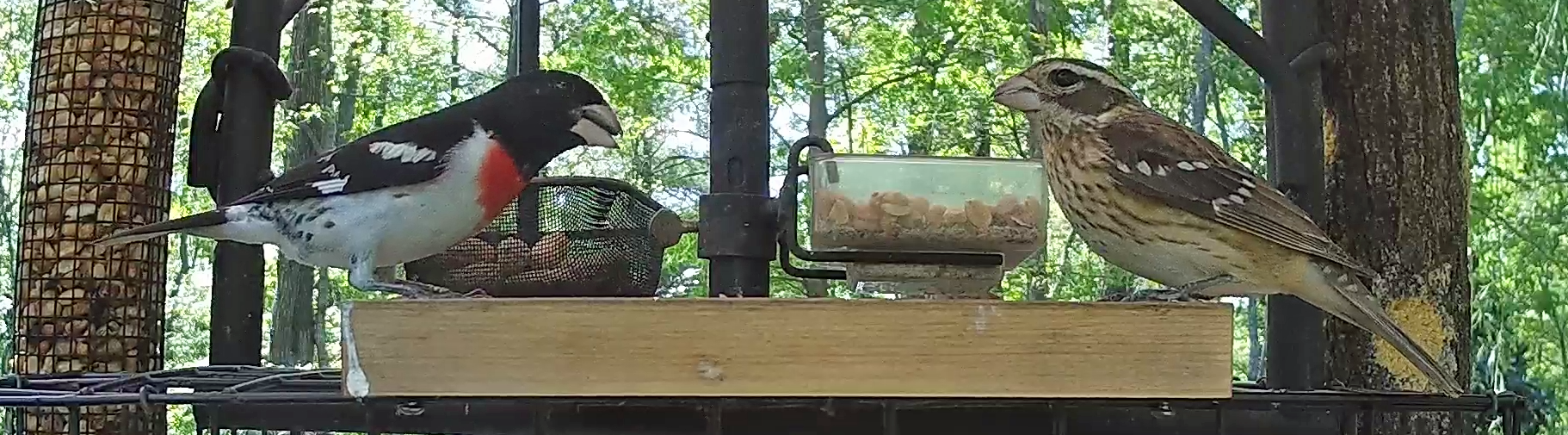 Male and Female Rose-breasted Grosbeaks