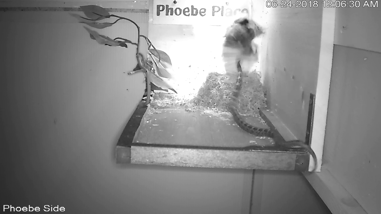 Snake Strikes the Phoebe