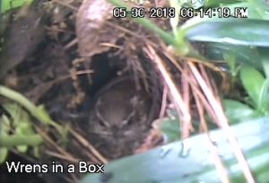 Carolina Wrens: Deep in the Floral Jungle