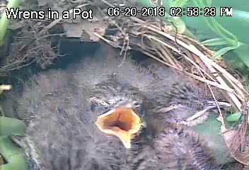 Wren Nestling Pile Speaks With One Voice