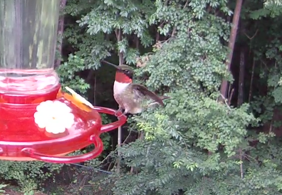 Adult Male Ruby-throated