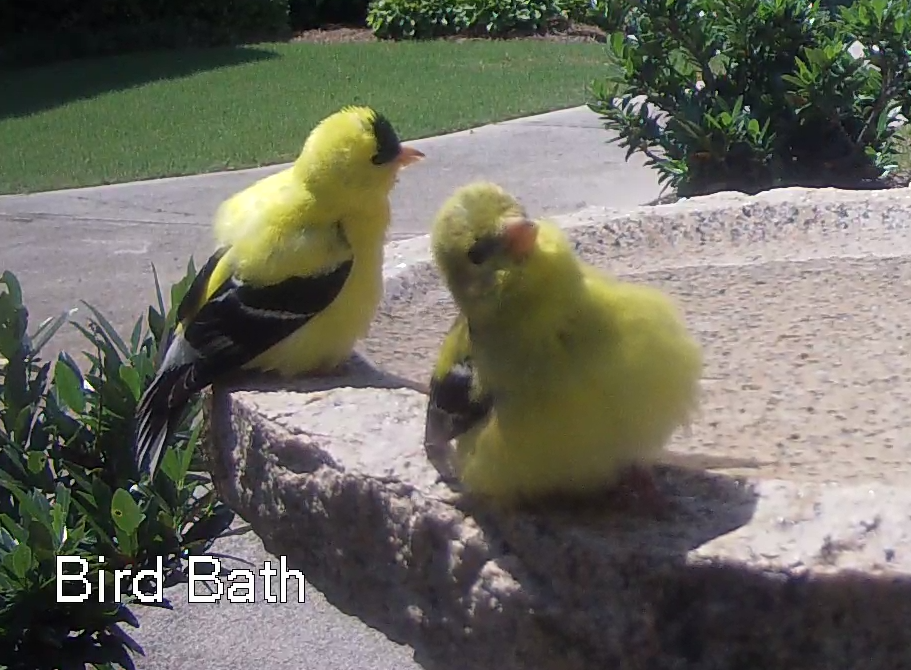 American Goldfinch Yoga Participants