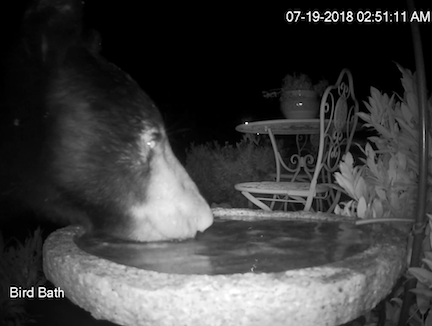 Bear Drinking from Birdbath