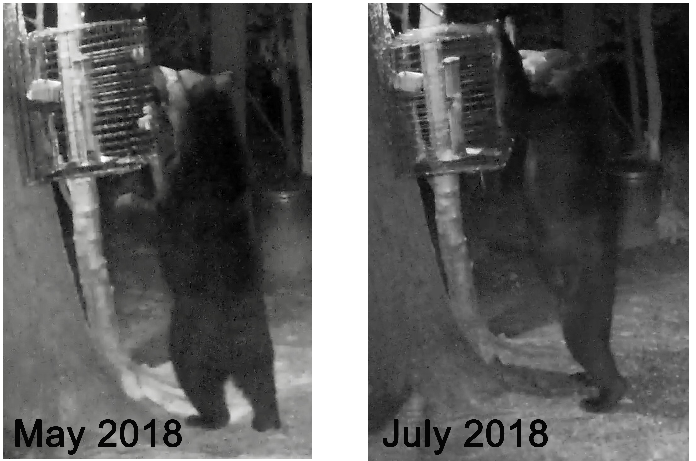 Bear Size May-July