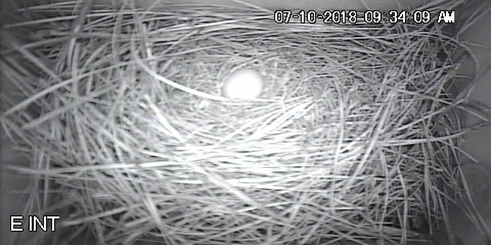 East Bluebird - First Egg - July 9