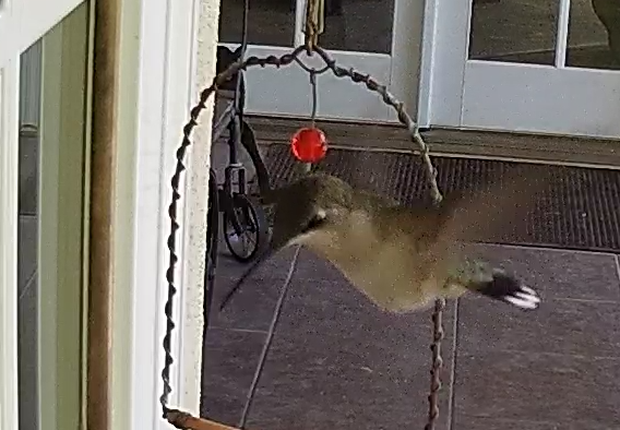 Female Ruby-throated