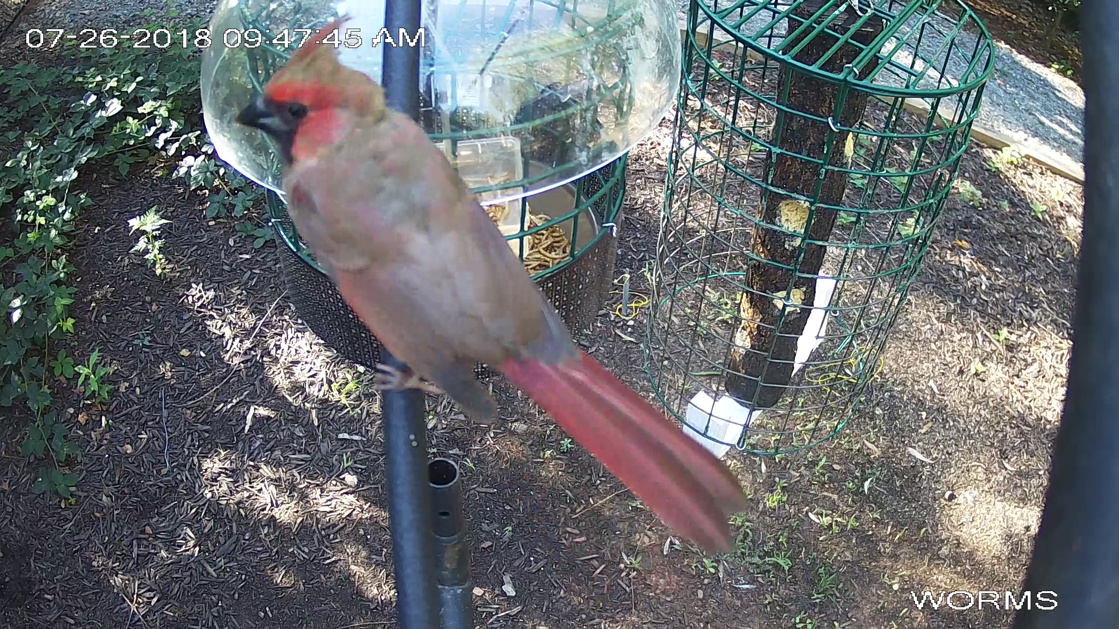 Black Beak - Juvi Male Cardinal