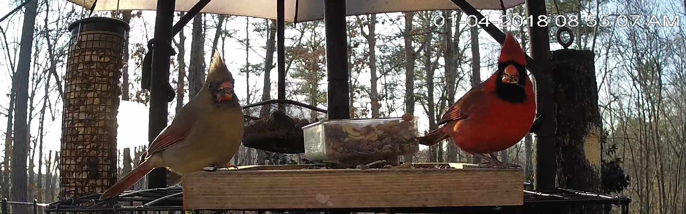 At My Feeders: Northern Cardinal