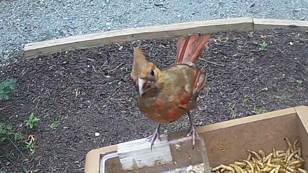 Juvi Male Cardinal - Mottled Beak