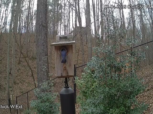 Bluebird Checks of Chick W Minutes After