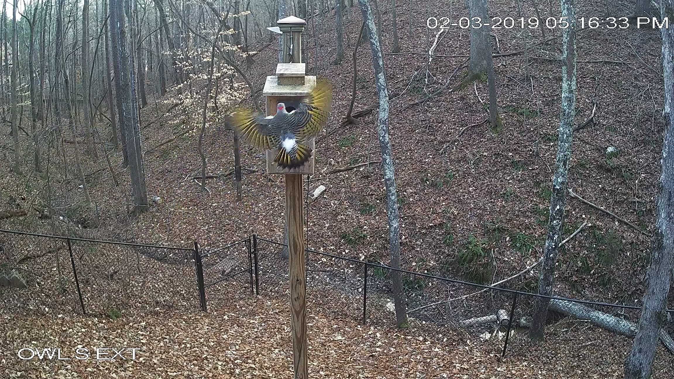 Flicker in Flight