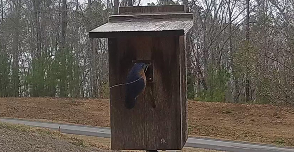 Bluebird Pair Starts Nest