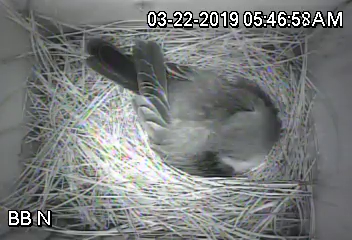 Spring Nesting 2019